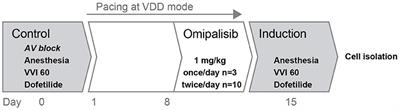 PI3K/mTOR inhibitor omipalisib prolongs cardiac repolarization along with a mild proarrhythmic outcome in the AV block dog model